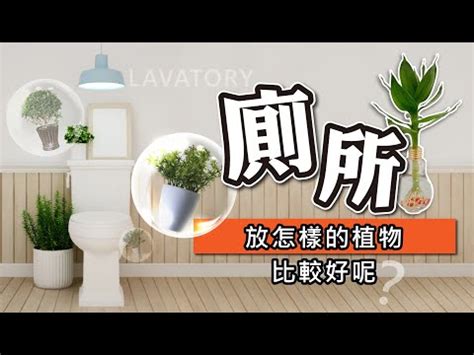 廁所放植物|廁所放什麼植物好？4種耐陰且好照顧的植物推薦 